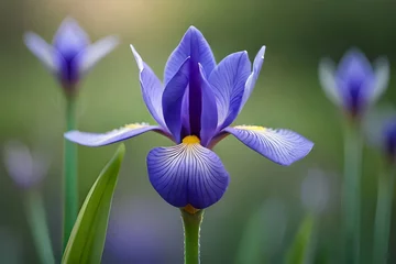 Zelfklevend Fotobehang blue iris flower © Nimra