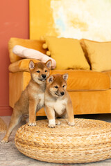 Two shiba inu puppies standing on a wicker pouffe in the living room