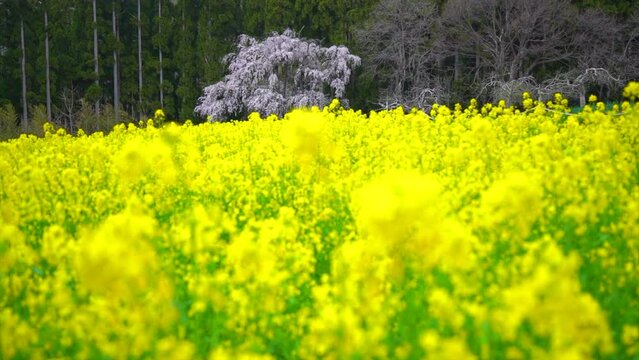 日本の長野県高山村、坪井の枝垂れ桜と菜の花。