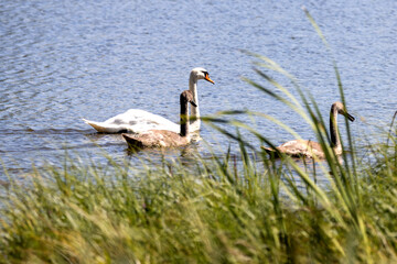 Höckerschwan mit 2 Jungtieren im See