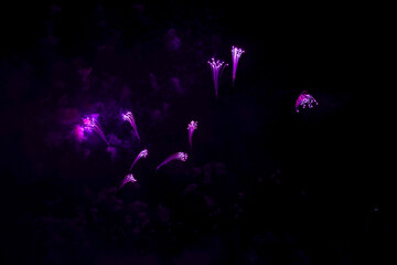 紫の花火