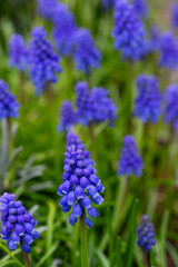 Flowering Grape hyacinths (Muscari botryoides); only one in focus