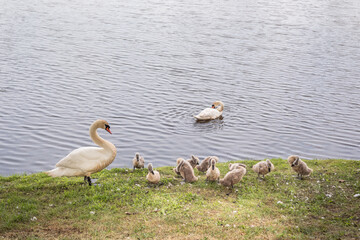 A family of swans, mother, father and young chicks, wash themselves and clean their plumage on the lake in the park.