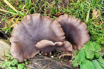 Oyster mushroom (Pleurotus ostreatus) on deed tree