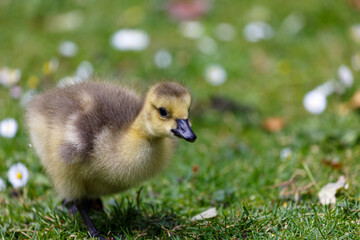 Young canadian goose on grass field