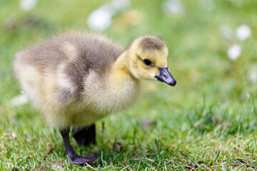 Young canadian goose on grass field