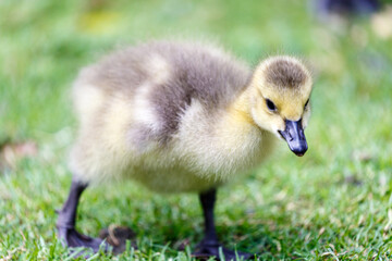 Young canadian goose on grass field
