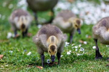 Young canadian goose on grass field