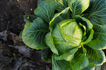Cabbage grows in the field. Agricultural