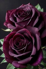 pink and white roses on wooden background. 