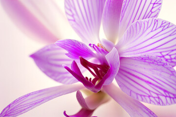 Purple orchid flower close-up. Floral background