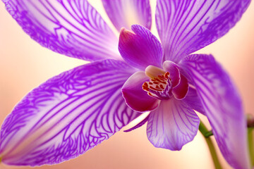 Purple orchid flower close-up. Floral background.