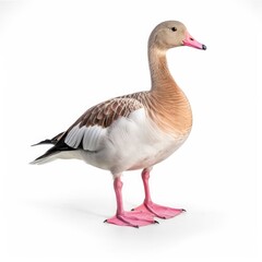 Pink-footed goose bird isolated on white background.