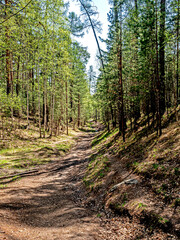 forest road in the spring forest