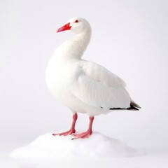 Obraz premium Snow goose bird isolated on white background.