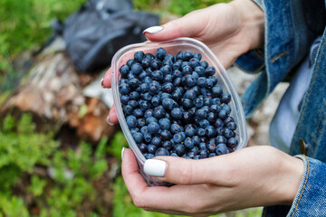 blueberries just picked in the northern forest