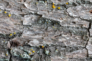 The surface of the wooden bark