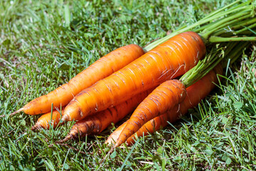 clean carrots harvested
