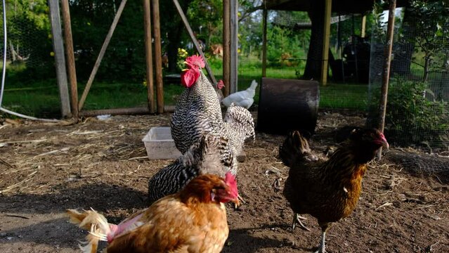 Close up of rooster crowing while standing next to hens in outdoor fenced area while animals being organically cage free raised in back yard farm.