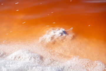 Fototapeta premium Dunaliella Salina in the salt water of the San Francisco Bay, Alviso Marina County Park