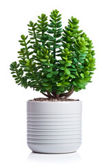 Jade Plant in ceramic pot isolated on white background