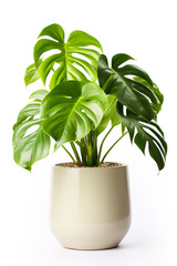 Monstera in ceramic pot isolated on white background