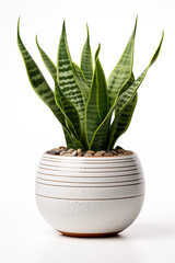 Snake plant in ceramic pot isolated on white background