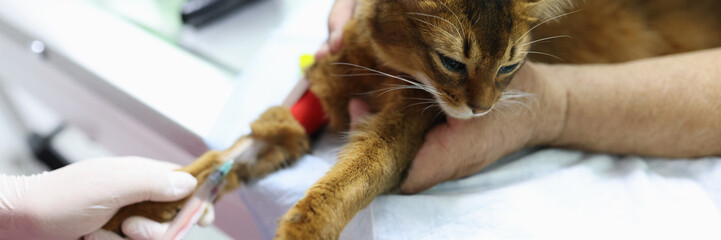 Veterinarian making injection to red cat in vet clinic