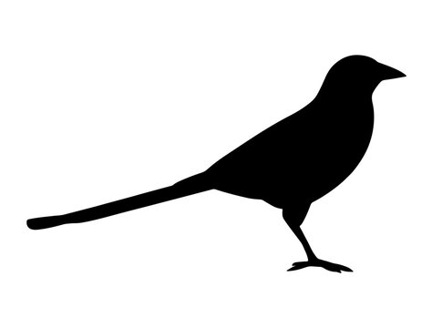 Magpie bird silhouette vector art white background