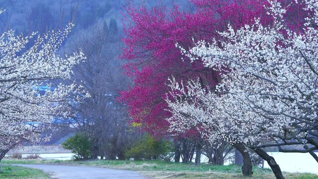 日本の長野県のろうかく梅園の梅の木。