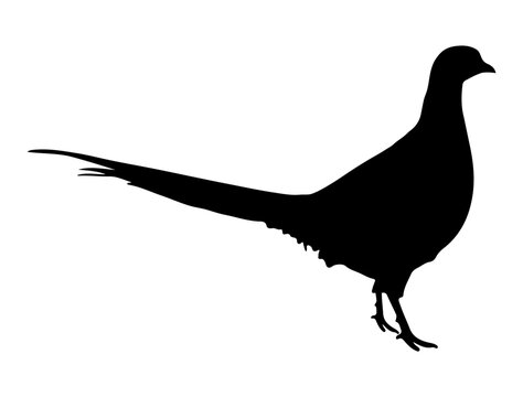 Pheasant bird silhouette vector art white background