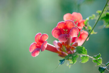 Trumpet vine (Campsis radicans) with details of flowers 