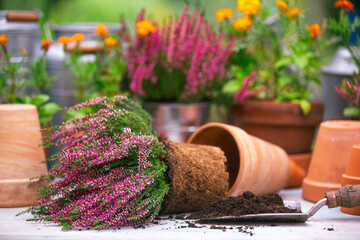 Heather in pots on a garden table