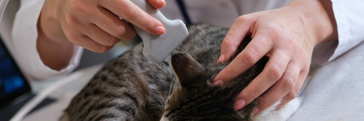 Female veterinarian making ultrasound diagnosis for cat in clinic