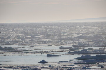 Distant view of a Polar Bear (Ursus maritimus) on an ice floe in the Arctic Ocean off the east coast of Greenland.