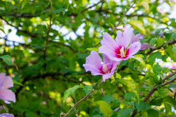 Rama de un Hibiscus Siryacus con dos hermosas flores. Espacio de copia.