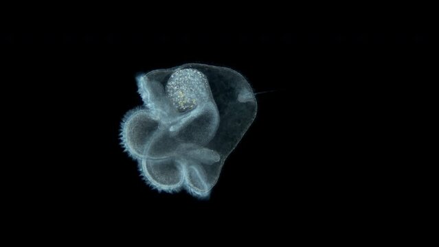 Pilidium larva of worm Heteronemertea under microscope, genus Cerebratulus ssp. With help of cilia, it floats in the water column. White sea