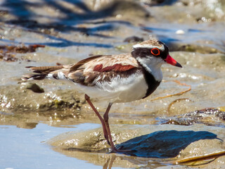 Black-fronted Dotterel in Queensland Australia