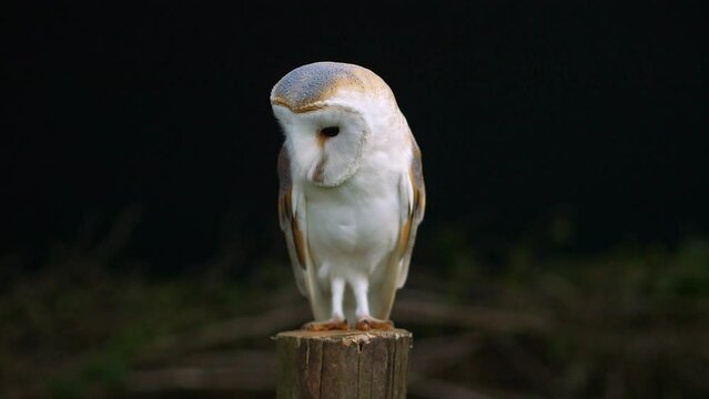 Barn Owl hunts off fence post