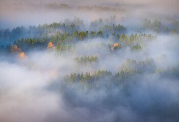 Morning fog, over the fall forest