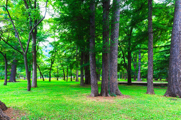 新緑の美しい公園