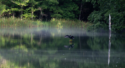 Obraz na płótnie Canvas 朝もやの池に体を休める野鳥　茶臼山高原