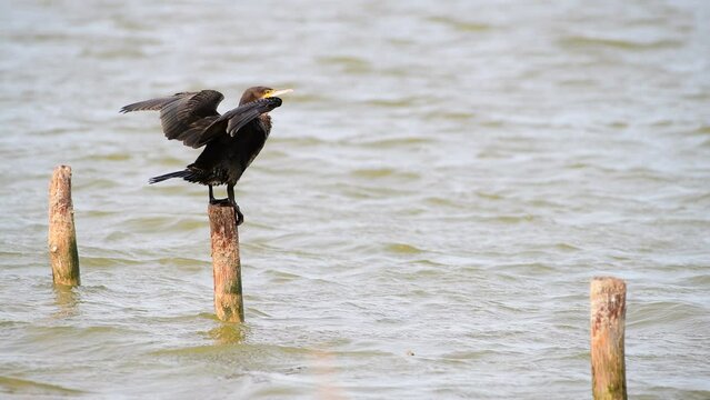 A cormorant perched elegantly, wings spread, on a wooden log at Etang de Berre, a peaceful pond in the scenic South of France. Bird in his natural habitat