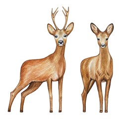 Watercolor deer, forest animals on a white background