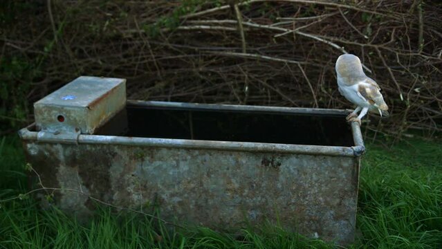 Barn Owl lands on water trough