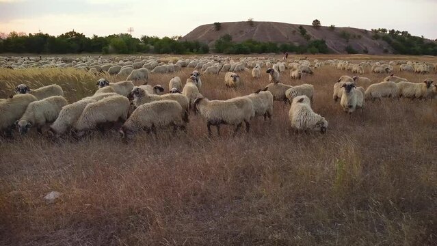 Aerial Drone Footage of Sheep grazing on a summer meadow. 4k flyover shot of a flock of sheep in a field. Herding mob of ovis aries. High angle footage of domesticated ruminant animals.
