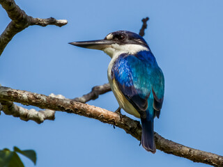 Forest Kingfisher in Queensland Australia