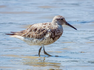 Great Knot in Queensland Australia