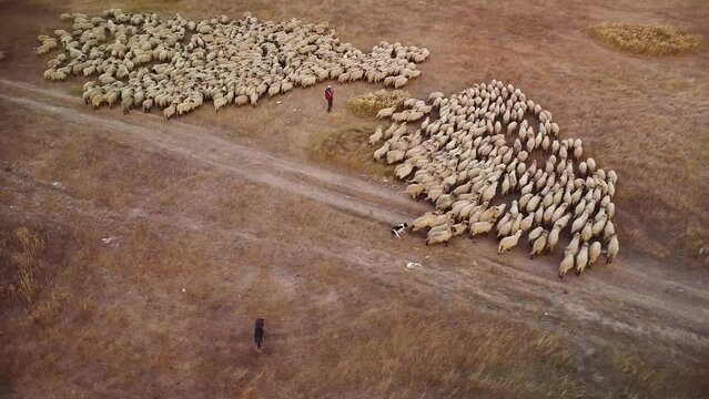 Aerial Drone Footage of Sheep grazing on a summer meadow. 4k flyover shot of a flock of sheep in a field. Herding mob of ovis aries. High angle footage of domesticated ruminant animals.
