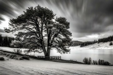 Black and white photographs of snow on trees.
